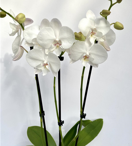 Phalaenopsis Hybride weiß