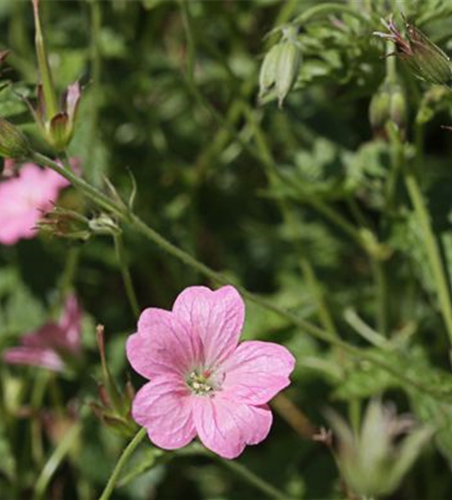 Oxford-Garten-Storchschnabel 'Wargrave Pink'
