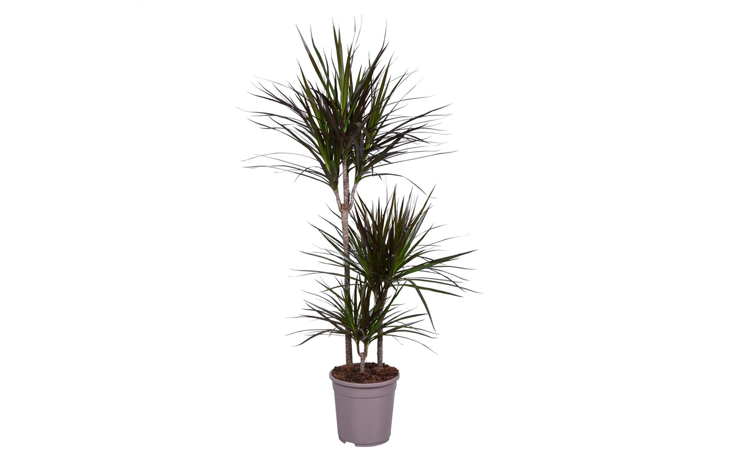 Exotenherz Drachenbaum Dracaena marginata 1 Pflanze (8122014664