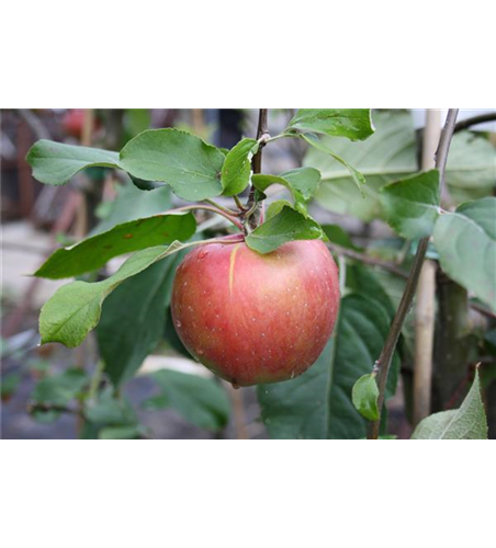 Apfel 'Roter Gravensteiner'