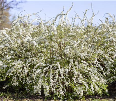 Blütengehölzhecke