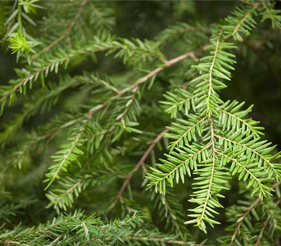 Kanadische Hemlocktanne