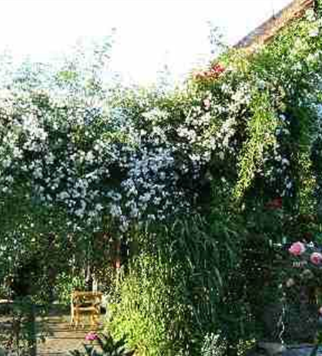 Kletterrose 'Paul's Himalayan Musk Rambler'