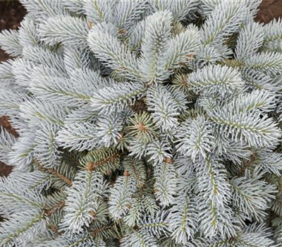 Kleine Blaufichte 'Glauca Globosa'