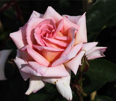 Kletterrose 'Compassion'®