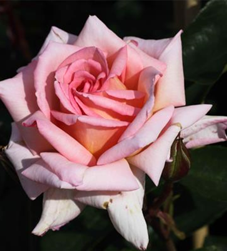 Kletterrose 'Compassion'®