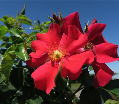 Kleinstrauchrose 'Alexander von Humboldt'®(s)