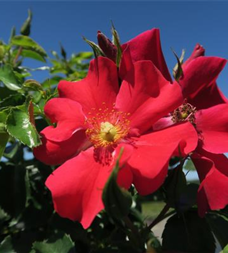 Kleinstrauchrose 'Alexander von Humboldt'®(s)