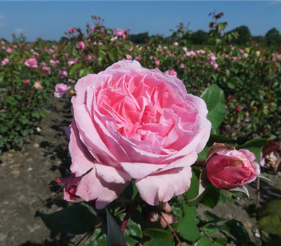 Kletterrose 'Kiss me Kate'®