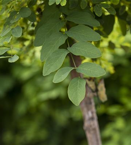 Kugelakazie 'Umbraculifera'