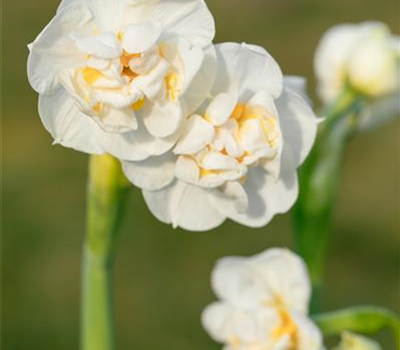 Narzisse 'Bridal Crown'