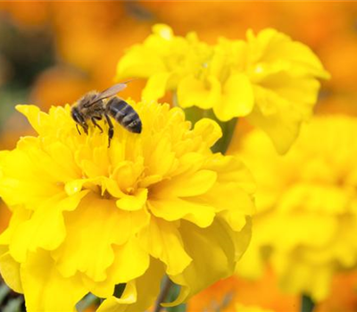 Bienenweide-Samen