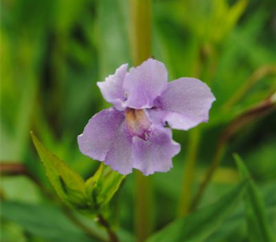 Offene Gauklerblume