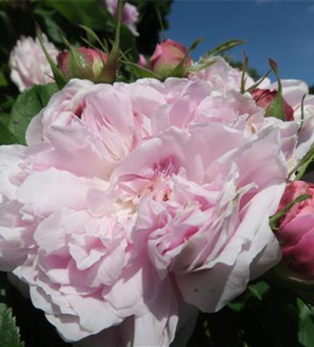 Parkrose 'Jacques Cartier'