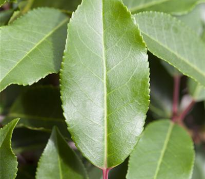 Portugisische Lorbeerkirsche 'Angustifolia' - Hecke