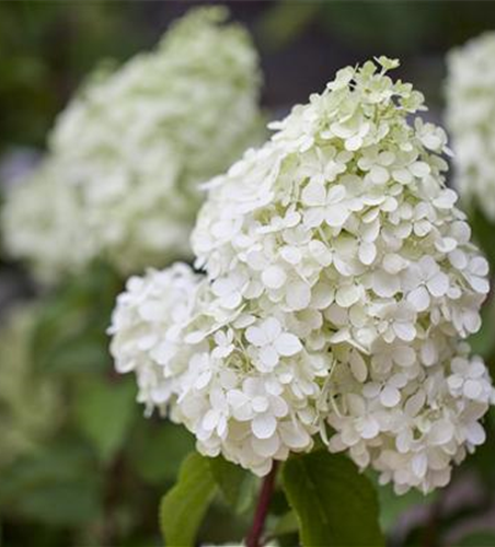 Rispenhortensie 'Polar Bear'