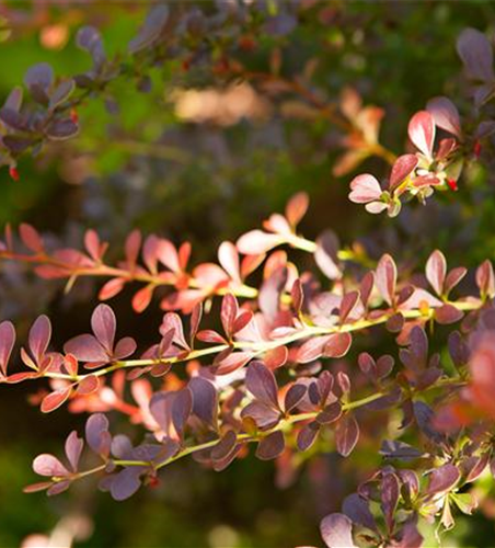 Rote Heckenberberitze 'Atropurpurea'