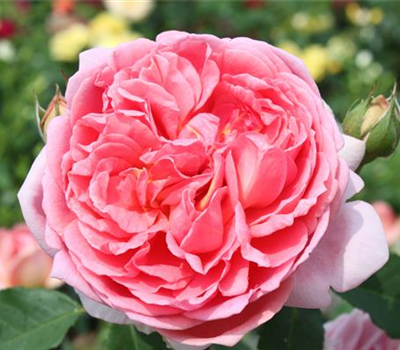 Strauchrose 'Boscobel'®