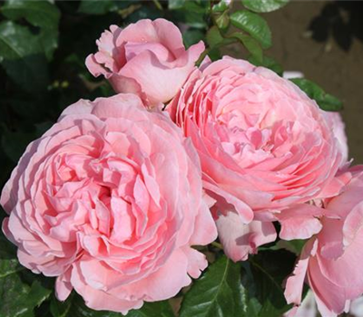 Strauchrose 'Kölner Flora'®