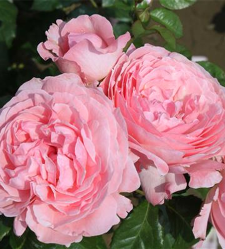 Strauchrose 'Kölner Flora'®