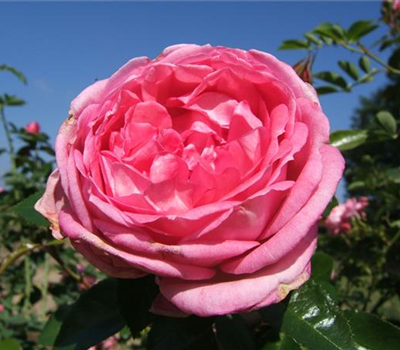 Strauchrose 'La Rose de Molinard'