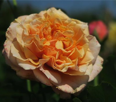 Strauchrose 'La Villa Cotta'®