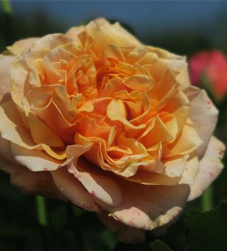 Strauchrose 'La Villa Cotta'®