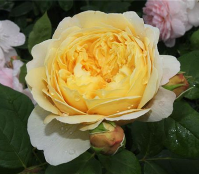 Strauchrose 'Charles Darwin'®