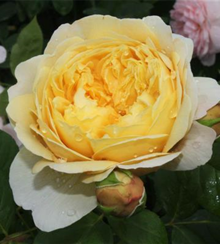 Strauchrose 'Charles Darwin'®