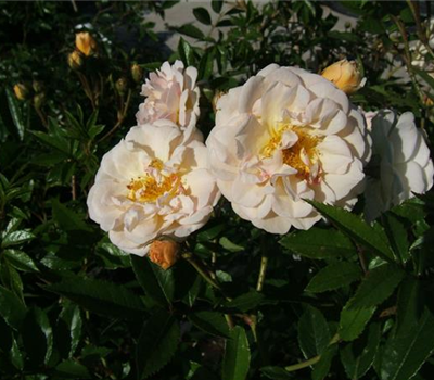 Strauchrose 'Ghislaine de Feligonde'