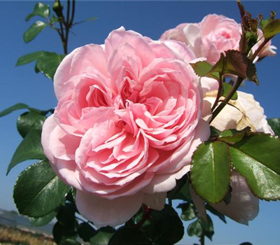 Strauchrose 'Cinderella'®