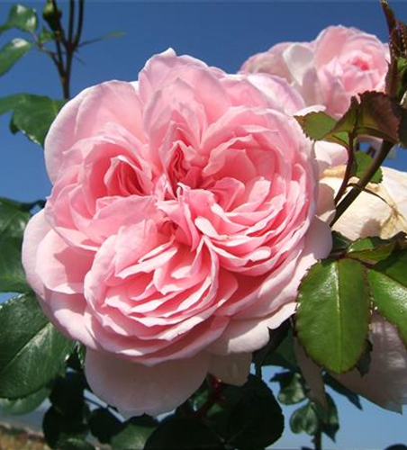 Strauchrose 'Cinderella'®