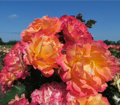 Strauchrose 'LandLust'®