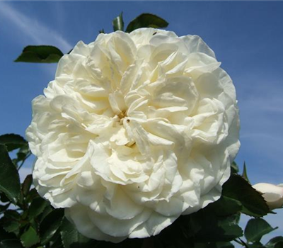 Strauchrosen 'White Meidiland'®