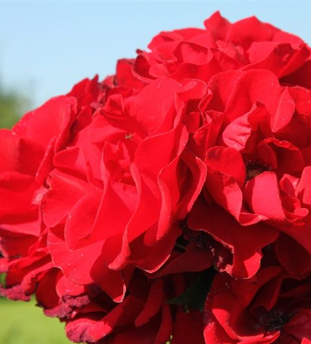 Strauchrose 'Roter Korsar'®