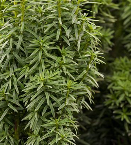 Taxus baccata 'David'