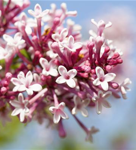 Syringa 'Redwine'