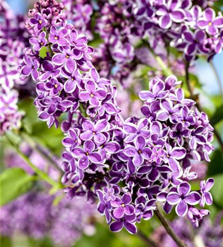 Syringa vulg.'Sensation'