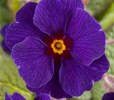 Waldprimel 'Sylvita® Blue'