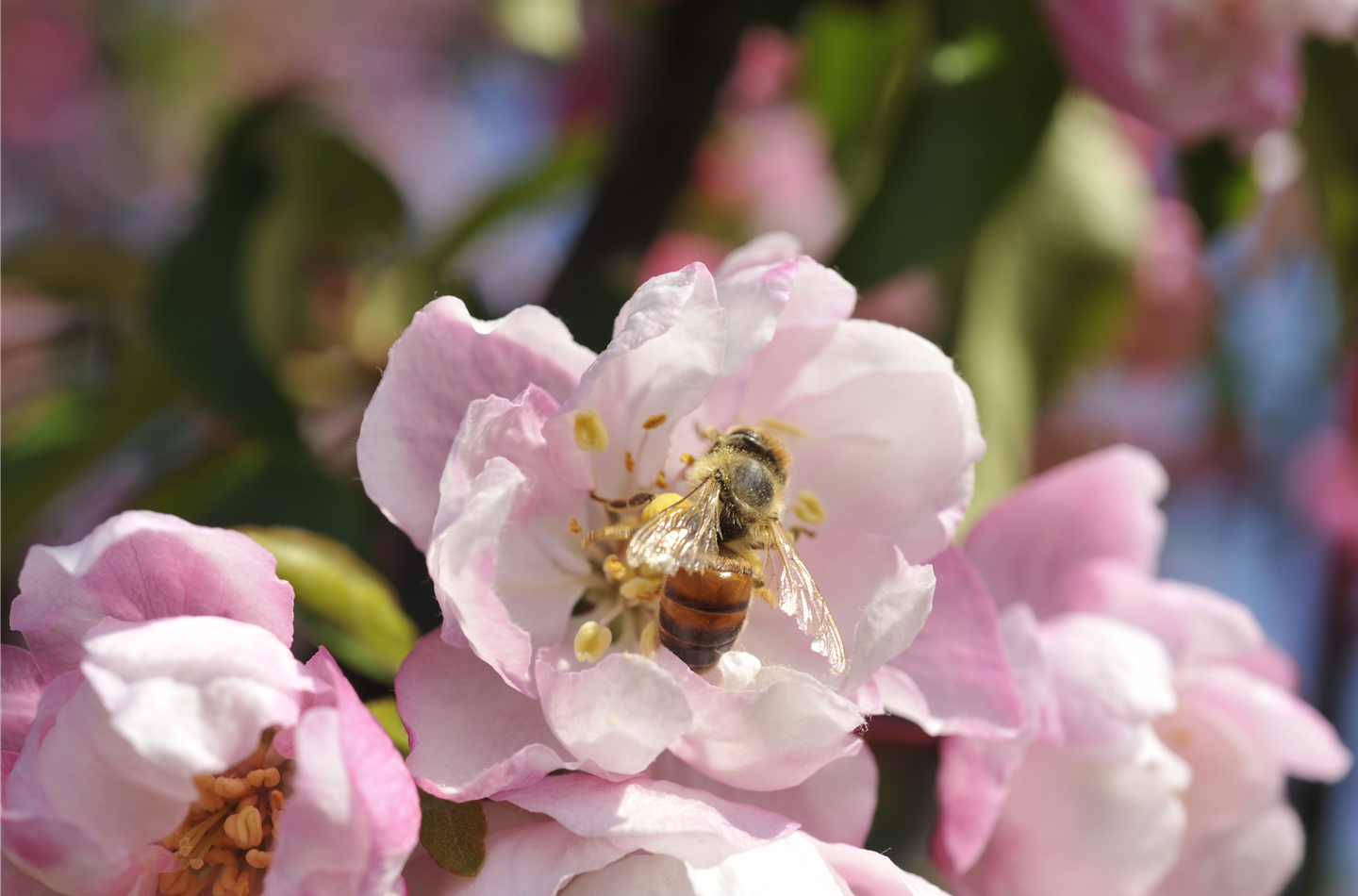 Bienenpflanzen im Frühling liefern wichtige Nahrung