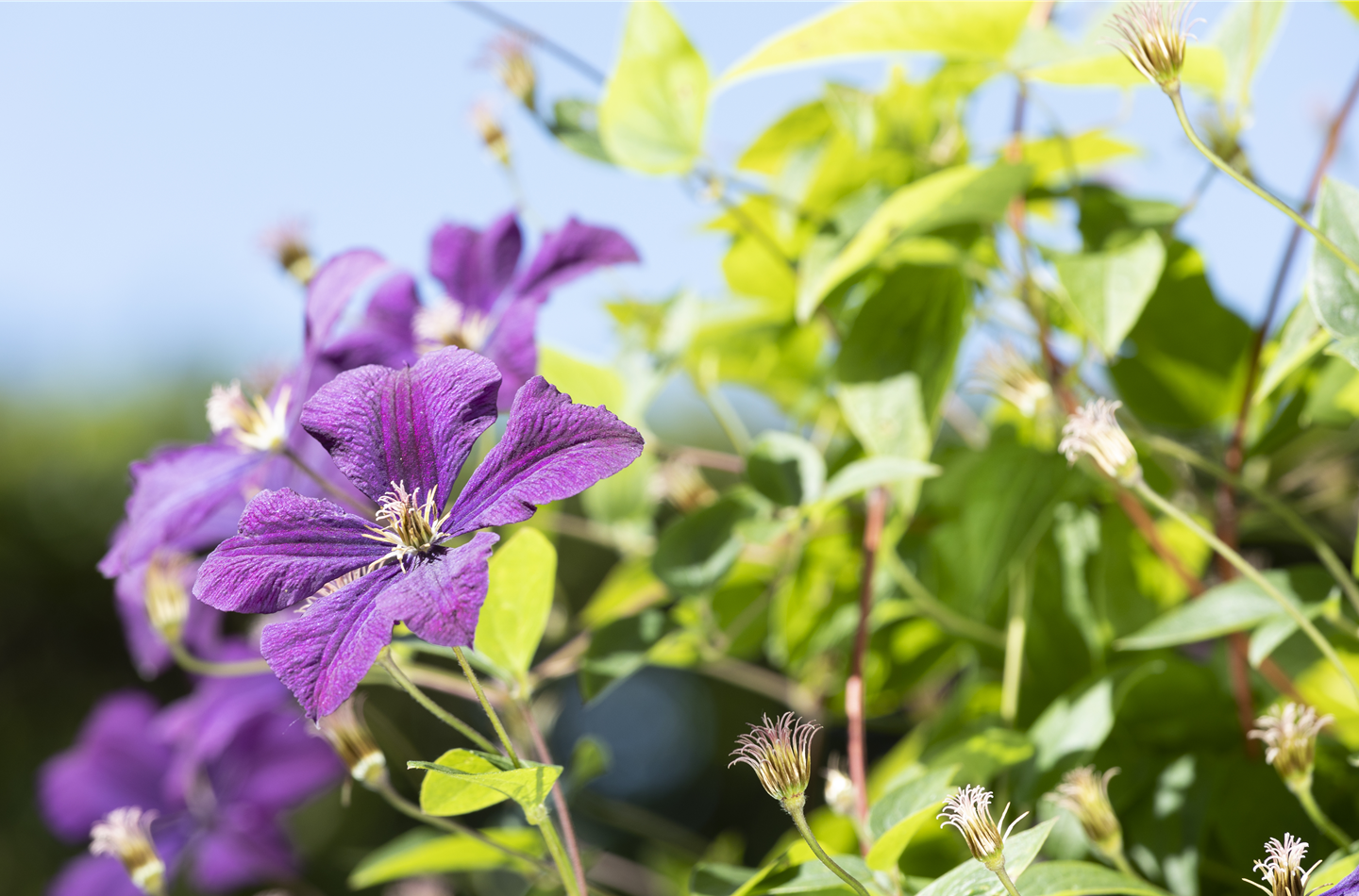 Clematis sind beliebte Kletterpflanzen im Frühling