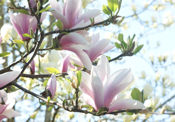 Magnolia x soulangiana