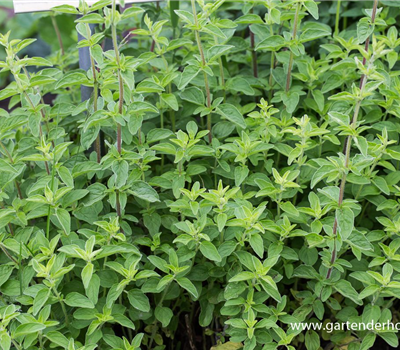 Origanum vulgare