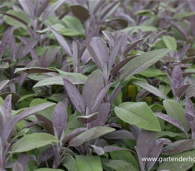 Salvia officinalis 'Purpurascens'