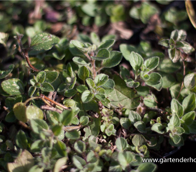 Origanum vulgare ssp.hirtum