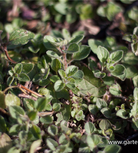 Origanum vulgare ssp.hirtum