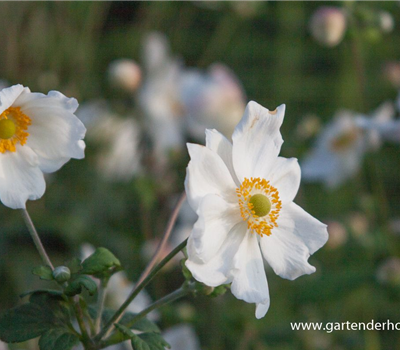 Garten-Herbst-Anemone 'Honorine Jobert'