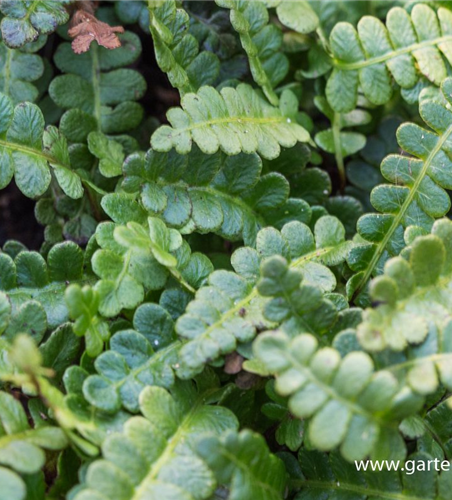 Blechnum penna-marina