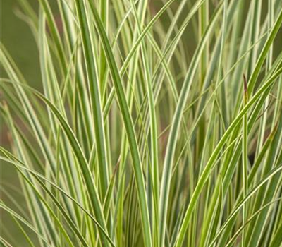 Carex acuta