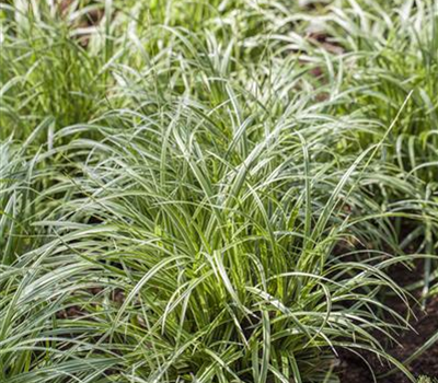 Carex morrowii